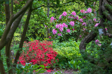 Stunning rhododendron bush, with pink flowers bursting into colour in spring. Photographed in late spring at Wisley garden, Surrey UK
