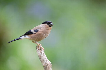 Adult female Eurasian Bullfinch (Pyrrhula pyrrhula) perched on a branch with a green blue background - Yorkshire, UK in Spring