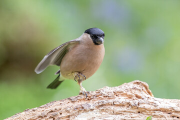 Adult female Eurasian Bullfinch (Pyrrhula pyrrhula) struggles to land with scaly legs - Yorkshire, UK in Spring
