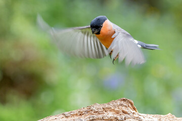 Male Eurasian Bullfinch (Pyrrhula pyrrhula) in flight, landing on a branch - Yorkshire, UK in May, Springtime