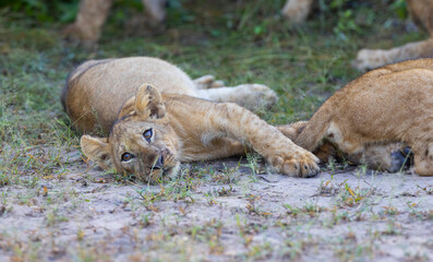 Lion cub in pride resting after feeding in natural African habitat
