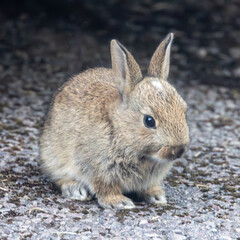 baby wild rabbit on a house drive.