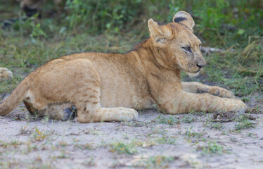 Fototapeta na wymiar Lion cub in pride feeding on prey in natural African habitat