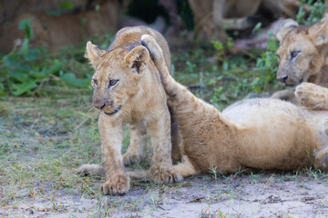 Lion cub in pride feeding on prey in natural African habitat