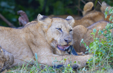 Lion cub in pride feeding on prey in natural African habitat