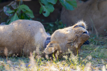 Lioness with lion pride feeding in natural African bush land habitat