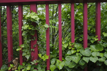 Plants in a red railing