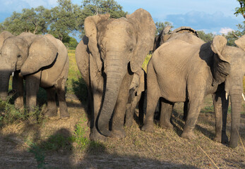 Elephants form a protective group around their young in natural protected habitat  