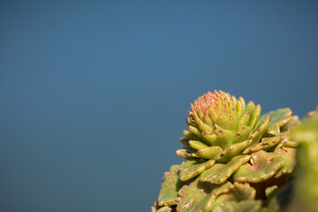 Start of a wall pennywort (Umbilicus rupestria) flower spike