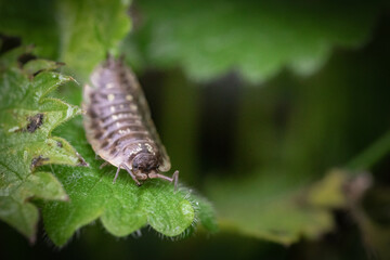 Common woodlouse (Oniscus asellus) on a leaf