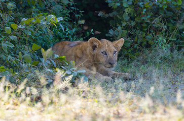 Lion cub in pride resting after feeding in natural African habitat