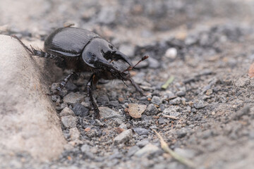 Minotaur beetle (Typhaeus typhoeus) running across gravel