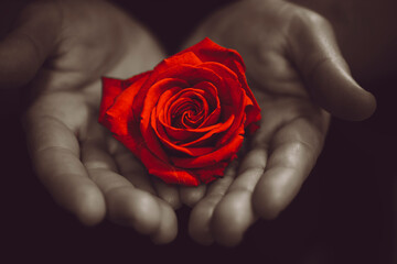 a hand giving a red rose