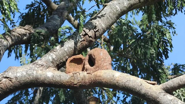 Nest of the bird known as Jo&atilde;o-de-Barro on the branch of the tree with soft wind in the leaves