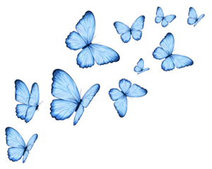Foto op Plexiglas set of butterflies isolated on white © ulucsevda