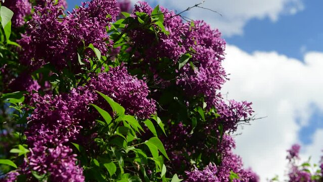 Spring nature flowers garden purple blooming lilac 4k video