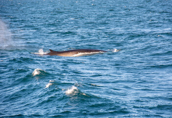 Obraz premium whale in iceland