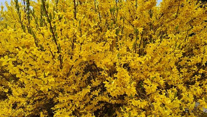 Bright yellow Forsythia bushes bloomed in spring in garden plots and parks