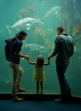 Aquarium, family and holding hands while looking at fish for learning, care and vacation, bonding or education. Mother, fishtank and girl with father watching marine life underwater in oceanarium