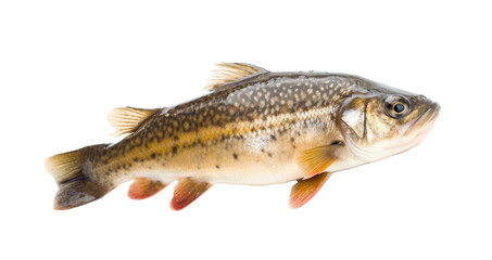 Trout on a transparent background. Generative AI. 