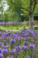 Spikey blue Camassia Leichtlinii flowers photographed in springtime growing in the grass at RHS Wisley garden, near Woking in Surrey UK.
