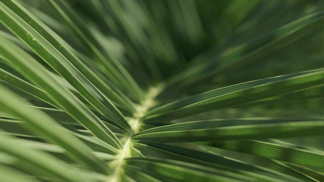 palm leaves foliage lush green tropical background texture in jungle island.
