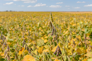 Soybean field with leaves turning colors in autumn. Farming landscape, harvest season and agriculture concept
