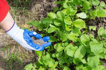 a woman fertilizes a garden bed with radish vegetables with mineral fertilizer granules