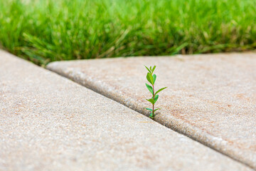 Weed growing in crack of concrete sidewalk. Lawncare, landscaping and weeding concept.