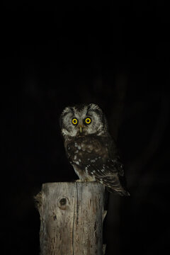 Rare boreal owl during night.  Small owl is sitting on the stake. Owl with big yellow eyes. Ornithology in Europe. 