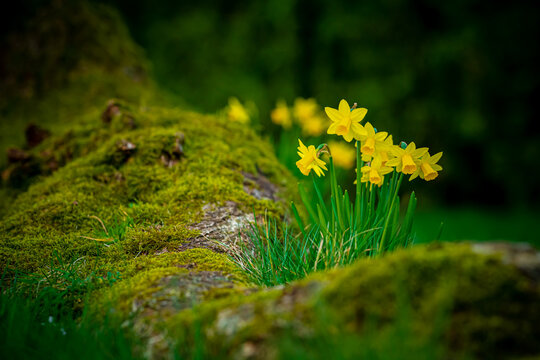 Osterblumen