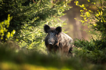 Wild boar in the forest. European nature during spring. Eye to eye contact with the boar.