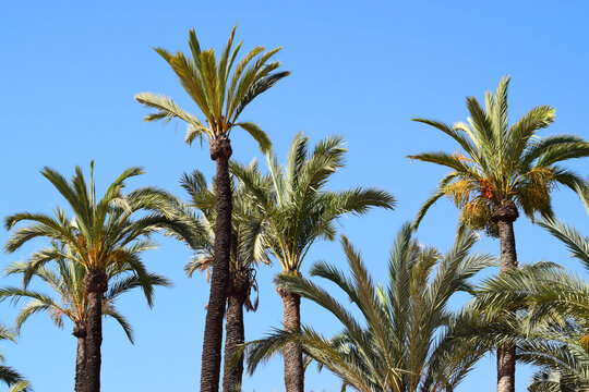 Nice landscape of palm trees with a blue sky in the background