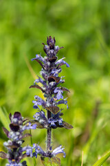 Close up of a bugle (ajuga reptans) flower