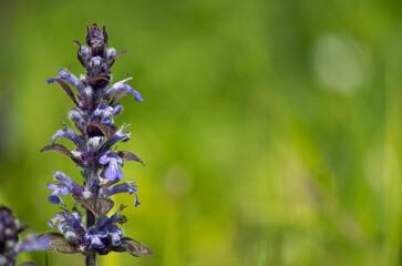 Close up of a bugle (ajuga reptans) flower