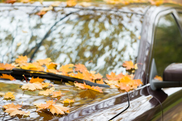 Close-up of multi-colored yellow, red, orange maple leaves on a car. Autumn in the city.