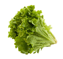 Green lettuce with beautiful juicy green leaves on a white plate with no background. PNG. High quality photo.