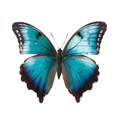 Obraz na płótnie Canvas cerulean butterfly, isolated white background