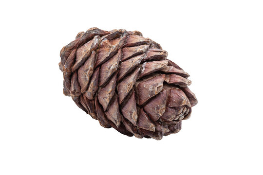 Brown pine cone with nuts inside on transparent background. PNG. High quality photo. Isolated.