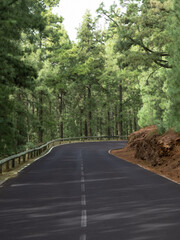 Road between Canarian pines in Teide National Park