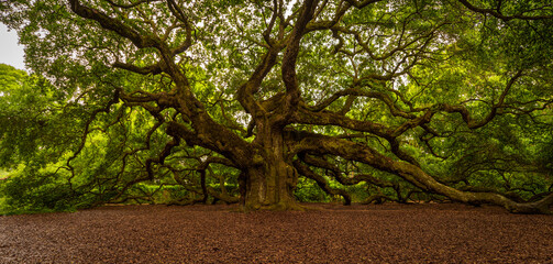 Obraz premium Angel Oak Tree