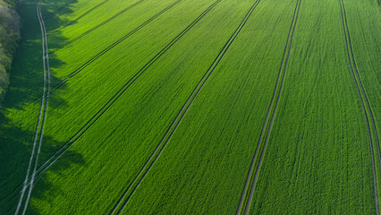 Green agricultural fields.