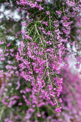  Butchart Gardens in Victoria BC Canada