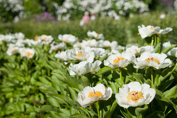 Beautiful large white peonies sunny summer day