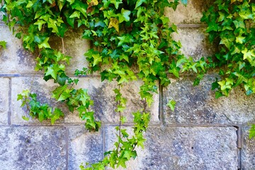 Fototapeta na wymiar 蔦の葉が茂る大谷石のブロック塀　背景素材