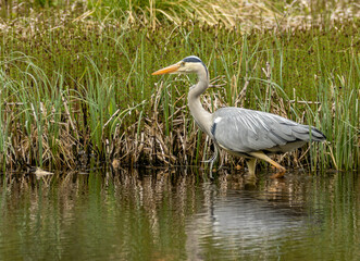 Grey heron fishing on a pond tin the water with reeds behind in the sunshine in spring 