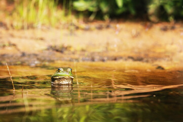 Green frog showing her face out of the lake