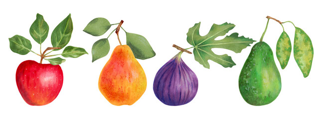 Fruit set. Fresh food, healthy food concept. Red apple, yellow pear, purple fig, green avocado.Hand drawn.Marker and watercolor illustration.