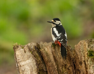 Obraz premium Great spotted woodpecker on old tree trunks searching for grubs in the wood in the forest with natural woodland green background and beautiful red, black and white plumage