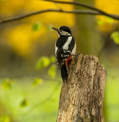 Fototapeta premium Great spotted woodpecker on old tree trunks searching for grubs in the wood in the forest with natural woodland green background and beautiful red, black and white plumage